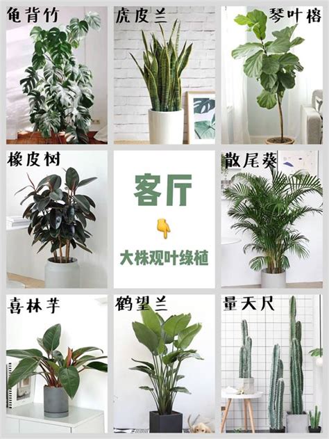 室內植物種類
